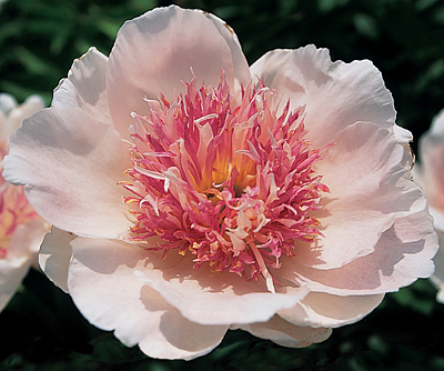 Do Tell Peony - Click Image to Close